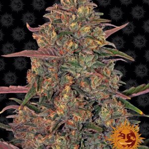 Pineapple-Chunk-17