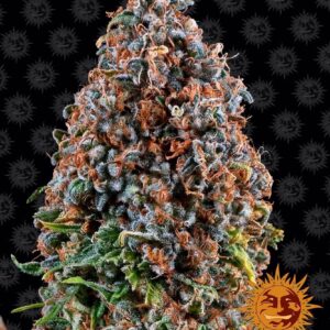 critical-kush-29