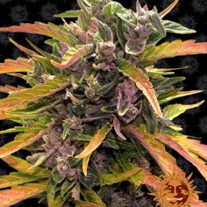 gorilla-glue-auto-5