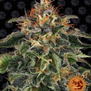 moby-dick-40