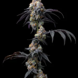 rainbow-sherbet-5.