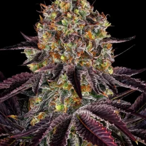 runtz-x-layer-cake-11.