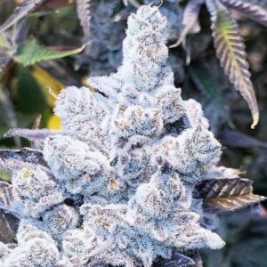 slurricane-7-s1