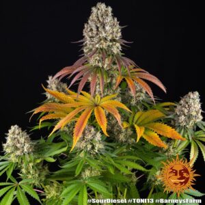 sour-diesel-44