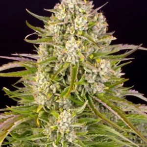 -wedding-cake-auto-circle-new-21-125287.