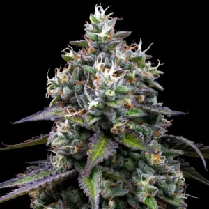 zoap-4.
